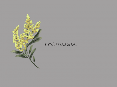 mimosa