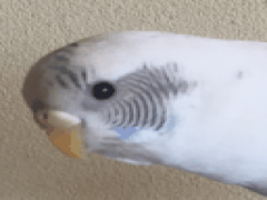 セキセイインコのぎゃくしゅう