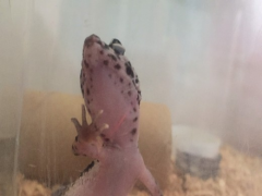 ペットのレオパです。（めちゃくちゃのぐちゃぐちゃ）